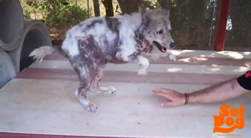 Dog Stuck In Shelter For 4 Years Does A Happy Dance When He’s Finally Adopted