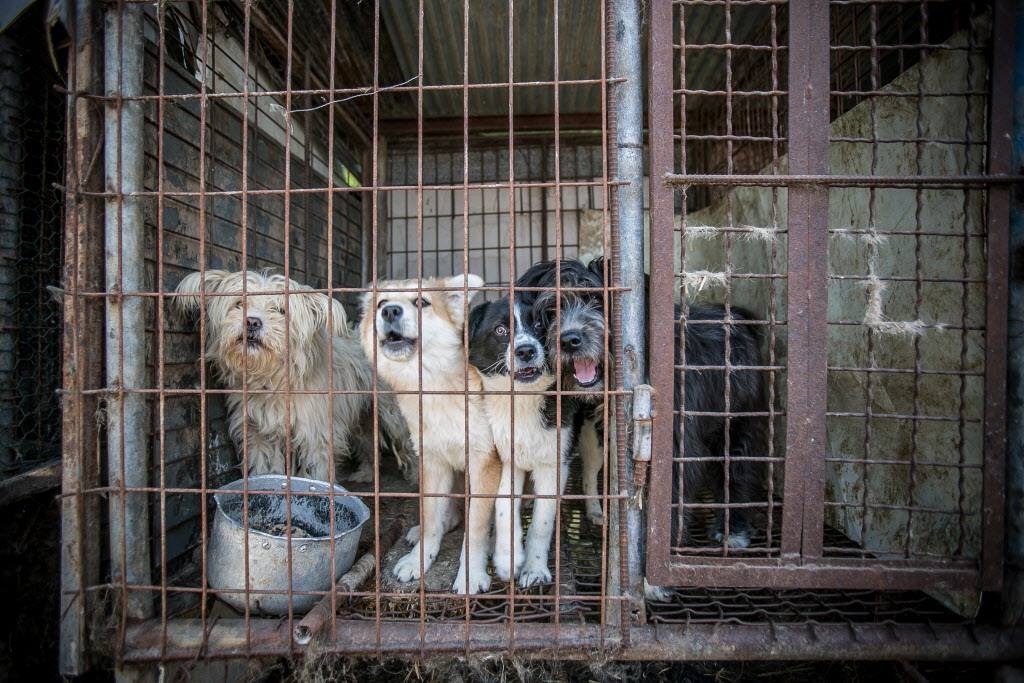 Over 130 Dogs Saved From Korean Dog Meat Farm