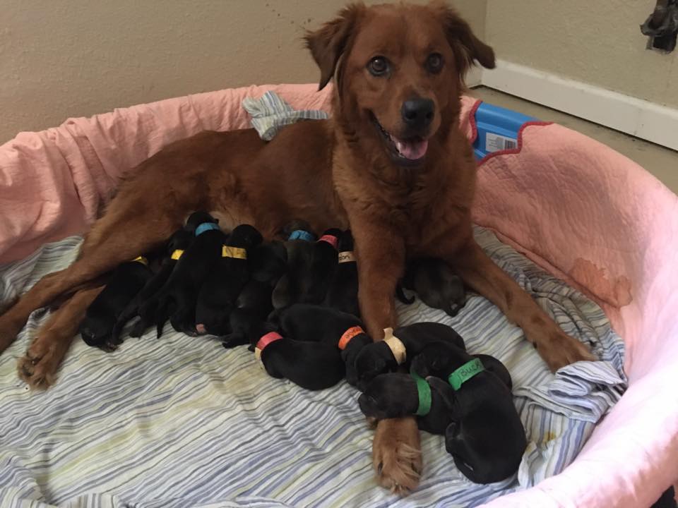 Dog Gives Birth To 18 Puppies Two Weeks After She Was Saved From Euthanasia