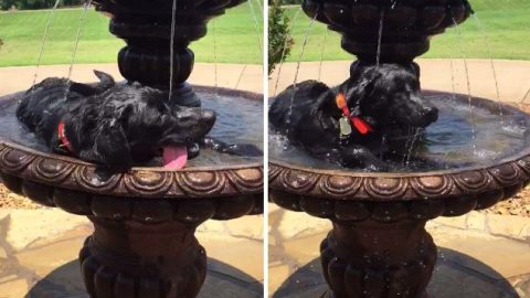 These Dogs Doing What it Takes to Keep Cool Are Pure Summer Inspiration