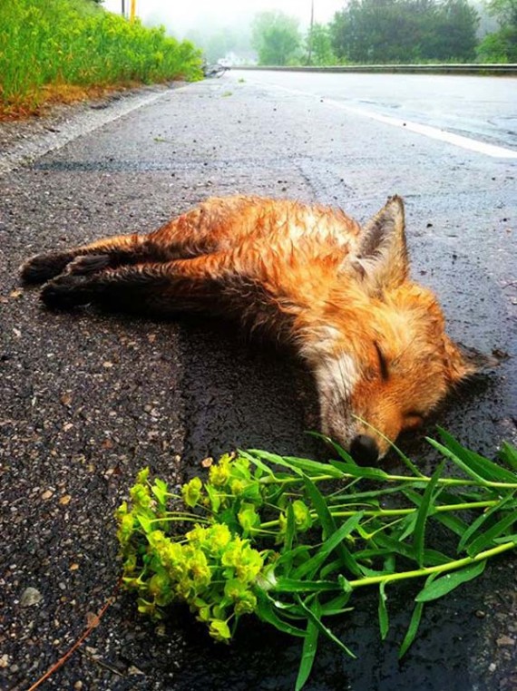 Man sees a dead fox lying in the street — but when he returns, his heartbreak begins to fade