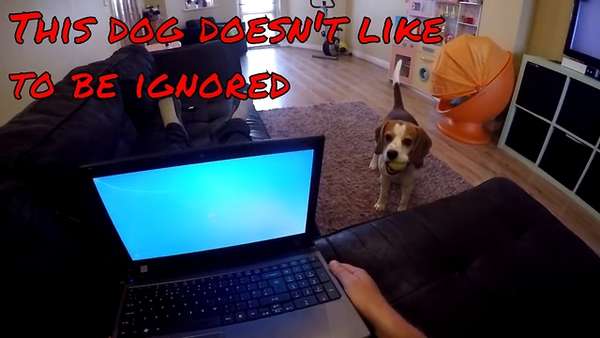 Funny dog doesn’t like to be ignored