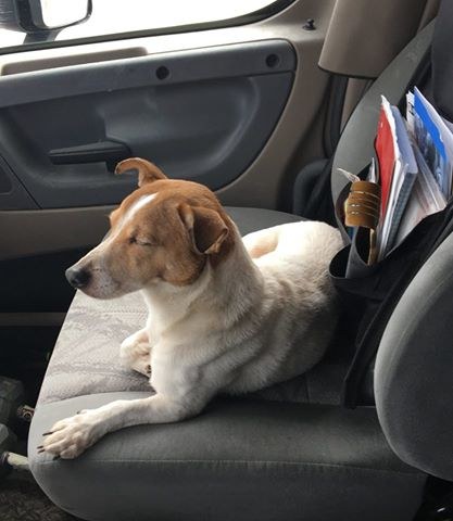 When a trucker pulled over to pick up a stray, the dog refused to leave his friend behind