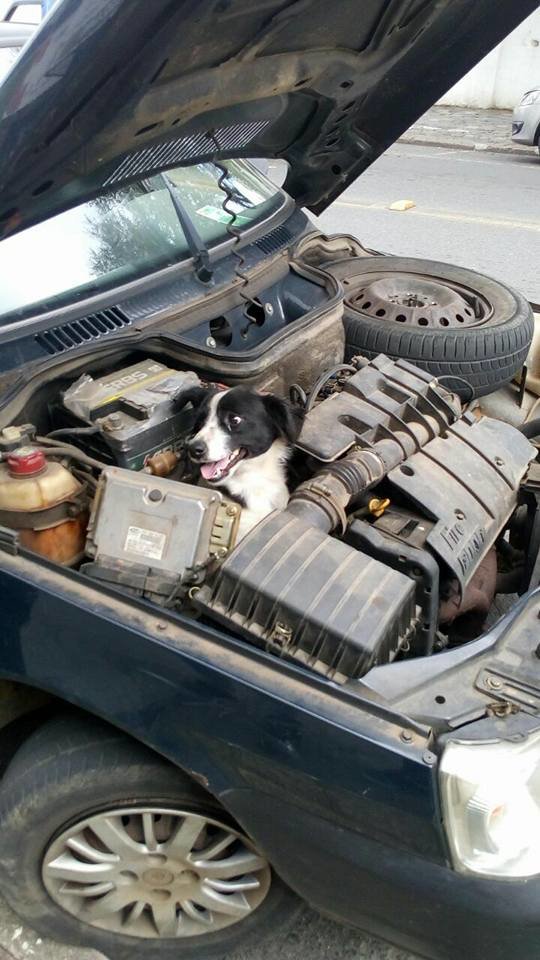 Woman looks under hood after car breaks down, sees dog smiling back at her