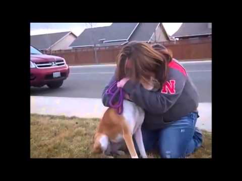 Adoptive family doesn’t show up for dog, then foster mom realizes she was set up