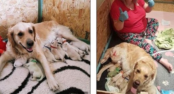 Owner Shocked As Golden Retriever Gives Birth to Rare Green Puppy!