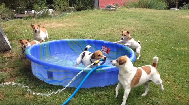 Jack Russell Terrier Adorably Splashees His Friends With Garden Hose