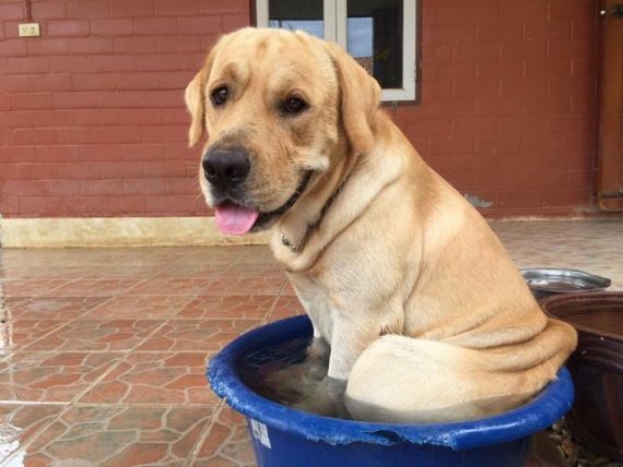 Lonely dog escapes his yard — all because he wants a hug from his friend