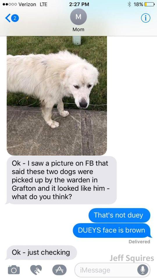 “Yesterday I Learned That My Mom Has No Idea What Our Dog Looks Like”