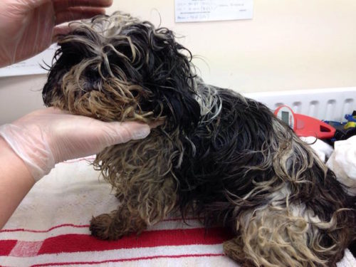 Dog Who Was Almost Too Matted To Move Gets A Haircut & A Forever Home