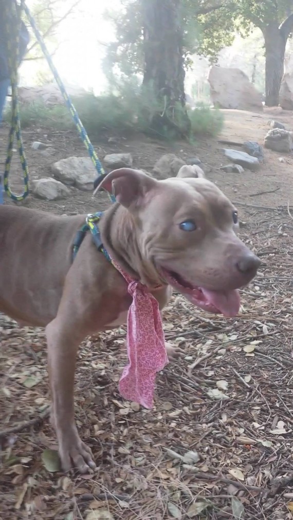A blind pit bull was used and then abandoned on a park bench