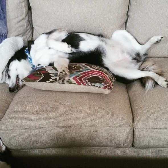 Blind Husky Learns to Improvise When He Can’t Find His Bed