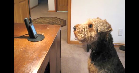 Stanley Was Missing His Mom, So His Dad Set Up a Phone Call, and It’s the Cutest Thing We’ve Ever Seen