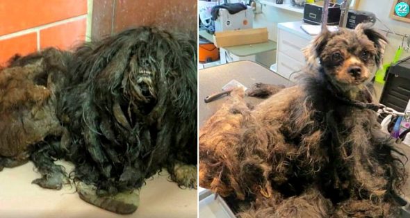 Dog Buried Under Pounds of Matted Fur Undergoes an INCREDIBLE Transformation