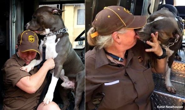 UPS Driver Adopts the Enormous Pit Bull on Her Route After His Mom Dies