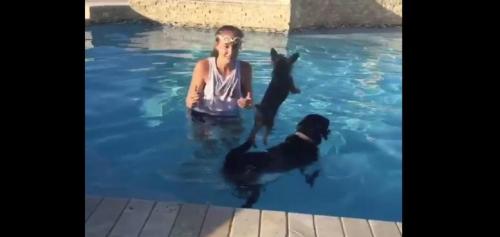 Yorkie’s Perfectly Timed Jump Into The Pool Has Whole Family Laughing