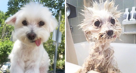 25 dog pictures before and after a bath that’ll make you feel bad for laughing