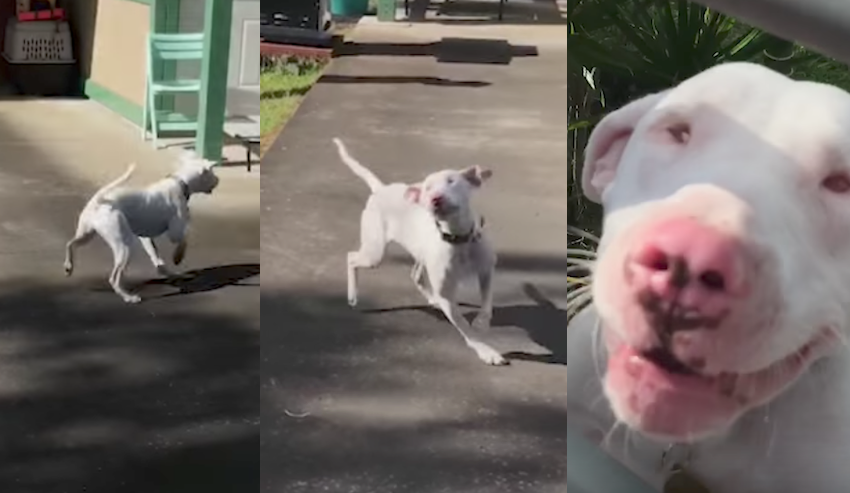 Blind and deaf dog uses nose to discover that mom just got home