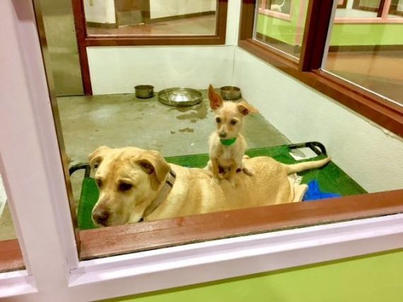 Tiny dog sits on friend at the shelter in hopes that they’ll be adopted together