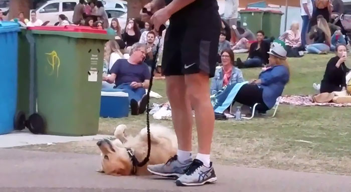 Dog Plays Dead So She Wouldn’t Have To Leave Park, And It’s Hilarious