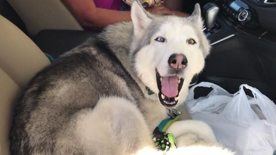 Husky doesn’t take it well when told to get in the back seat