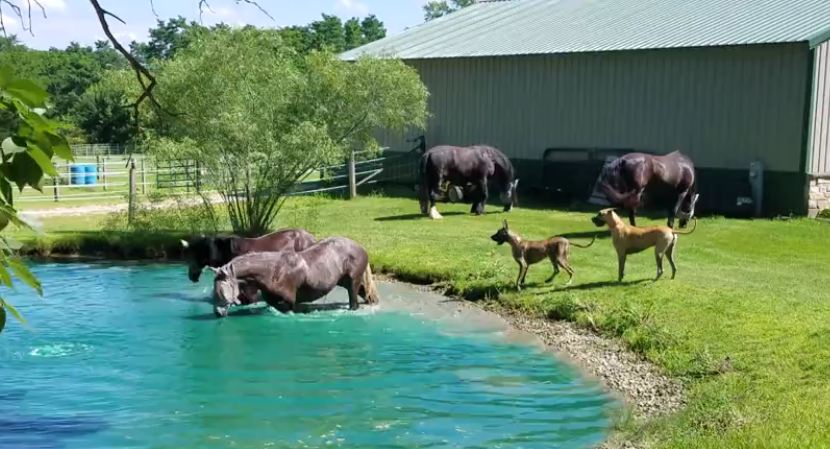 Great Danes have too much fun when the horses start splashing around in the water