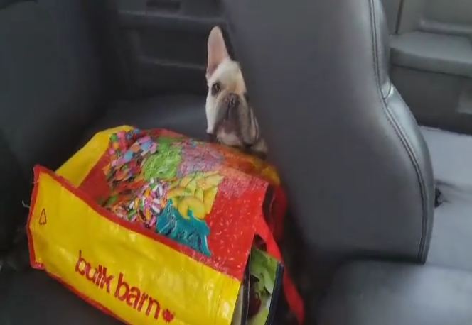 Dog found in hot vehicle was doing his best to give himself some shade