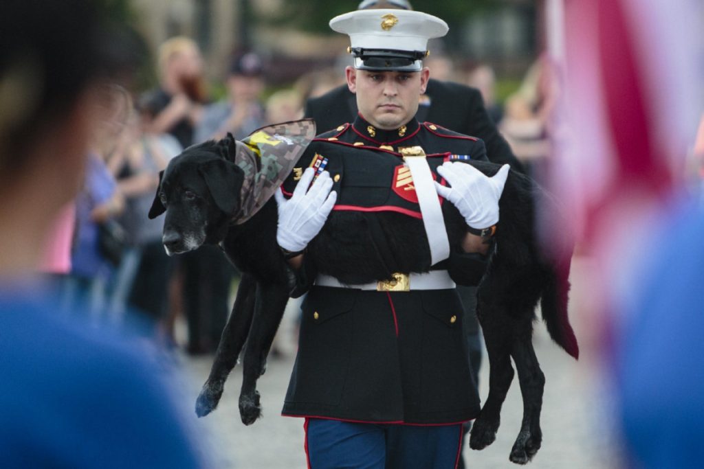 Marine wanted to give a proper farewell to the battle buddy who was more than just a dog