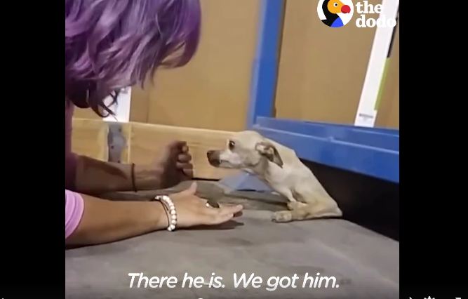 Dog got a forever home but missed his foster mom too much — so he ran away