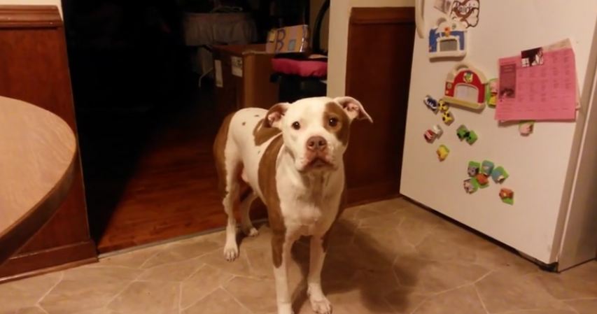 Dog faces the ultimate bathtime dilemma, and dad’s making it rather difficult