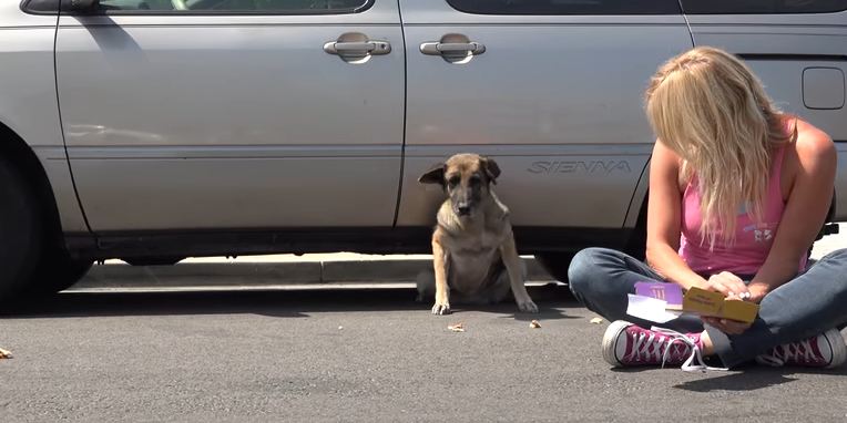 Senior German Shepherd was ready to leave her lonely life on the streets when they showed up