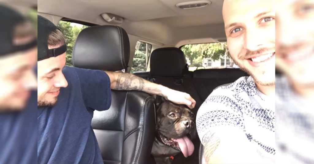 Two Adorable Men Gave A Poor Dog ,Who Spent Four Years In A Shelter, A Second Chance.