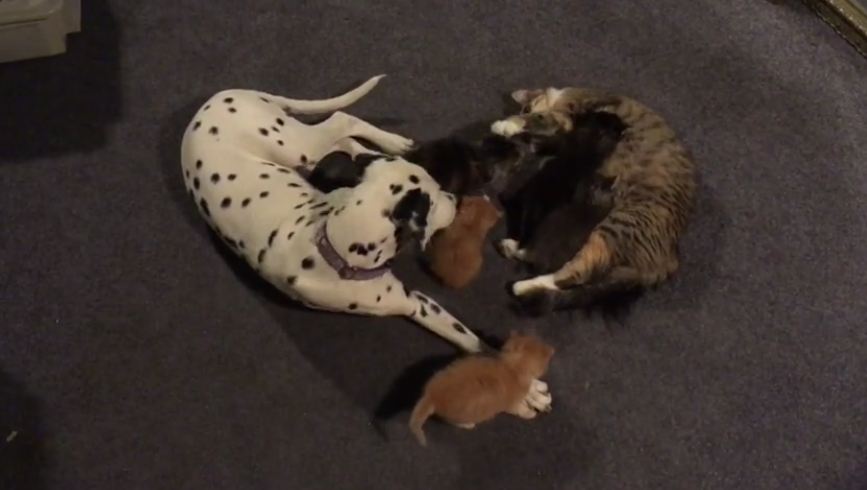 Dalmatian and mother cat share responsibilities for litter of kittens