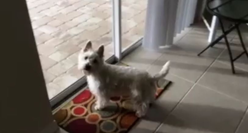 Dog arrives at new home, flips out when she sees what’s outside