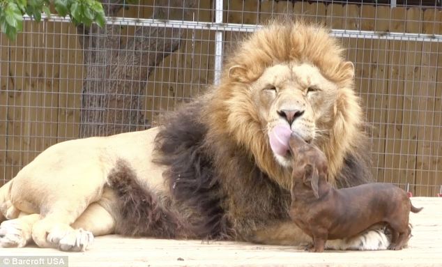 Wiener dogs face off with giant lion, and the lion’s next move is really something
