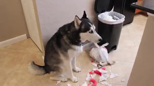 Guilty Husky doesn’t accept the consequences for what he’s done