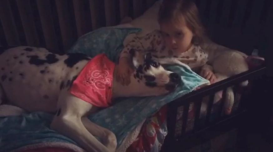 Little girl adorably scolds Great Dane for farting on her bed