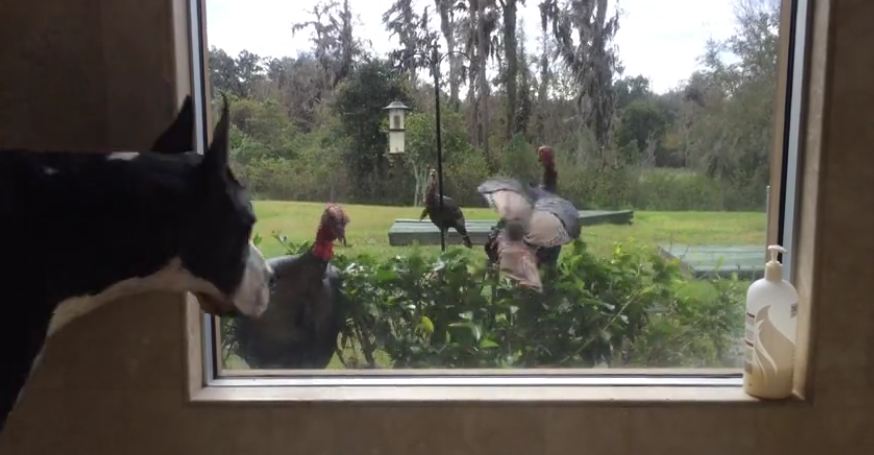 Unsuspecting Turkeys Get Startled By Great Dane