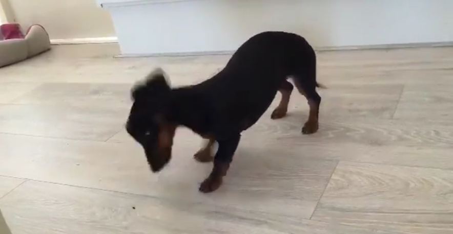 Puppy discovers bug and completely loses it