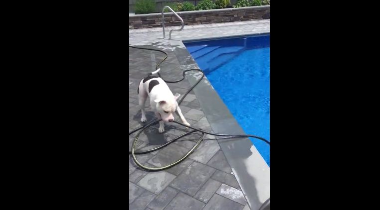 Clever Dog Makes His Own Water Fountain