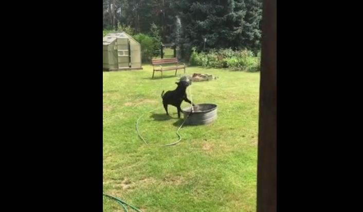 Excited dog thrilled by homemade water fountain
