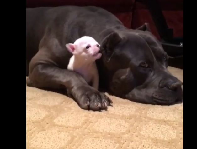 Larger Dog Preciously Protects Tiny Puppy