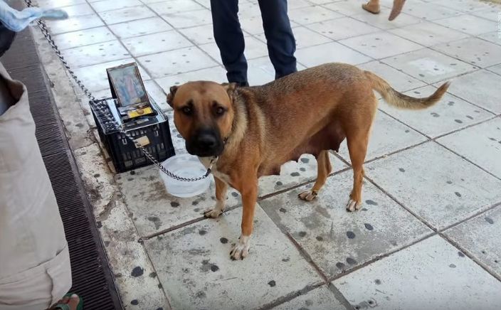 Street beggar seen using and abusing pregnant dog while asking for money