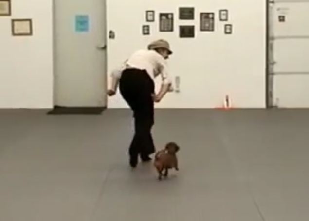 Dancing Dachshund Will Make Your Day