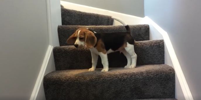 Puppy freaks out coming down stairs and goes back up, tries again with a surprise