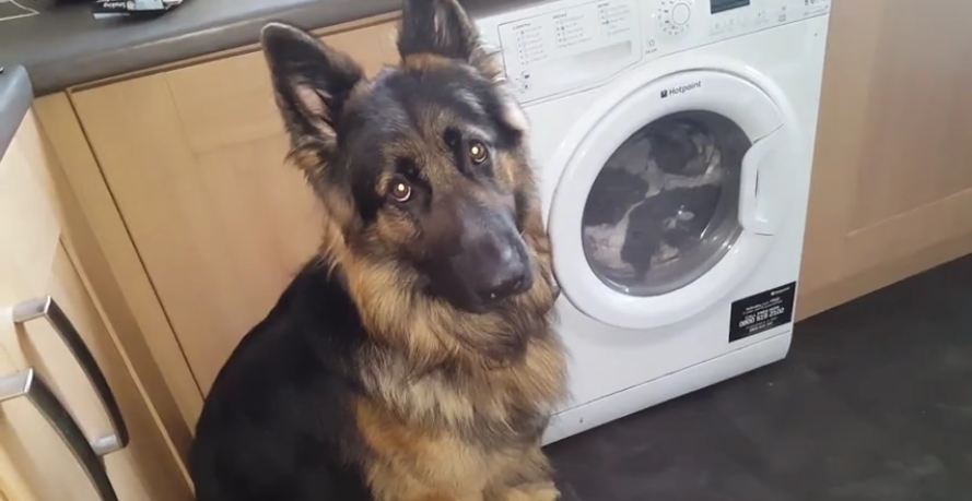 Guilty dog refuses to make eye contact when approached about the mess he made