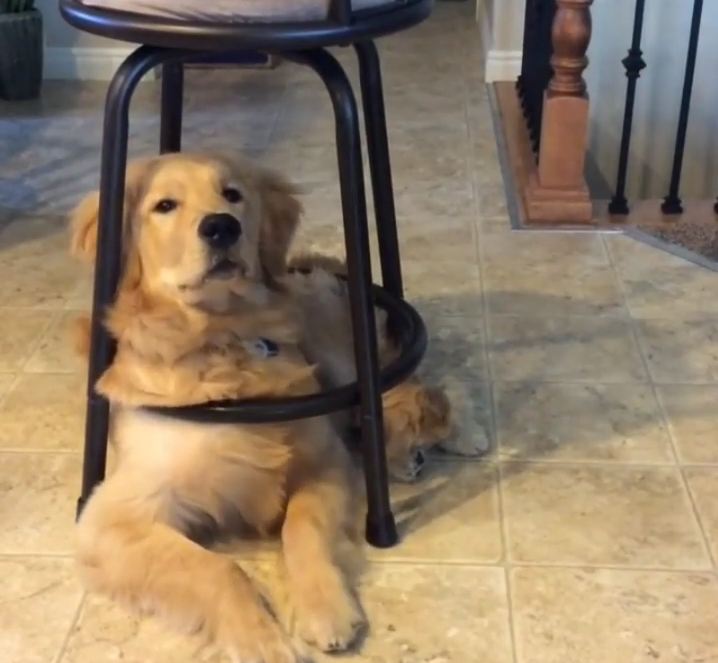 Golden Retriever Still Squeezes into Favorite Puppy Hangout Every Day