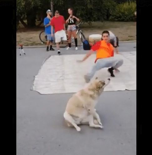 When Your Dog Tries to ‘Help’ You Work Out and All You Can Do Is Laugh