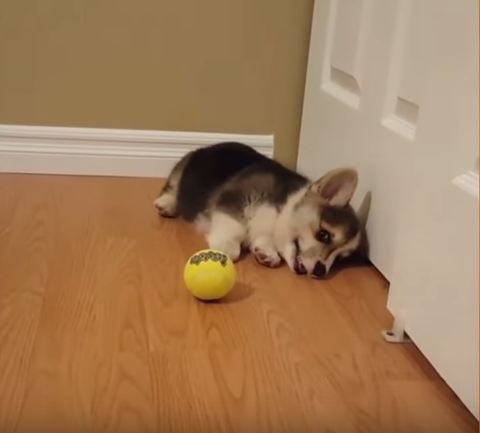 Corgi Pup Meets Tennis Ball For The First Time