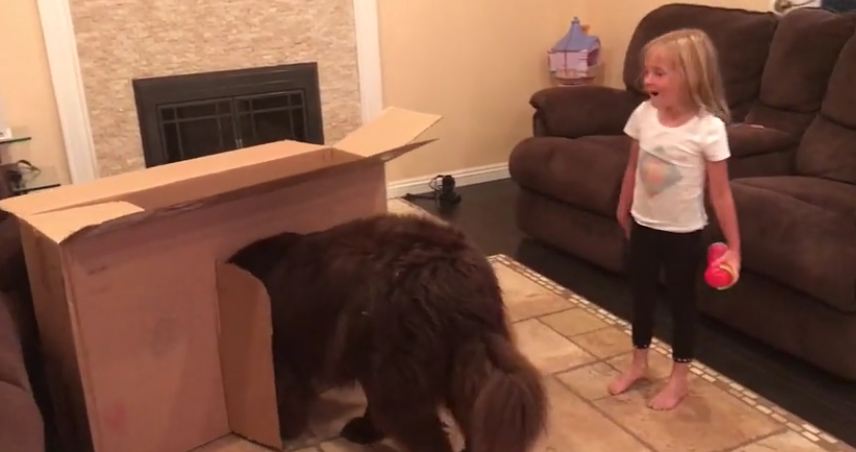 Dog is too big for little girl’s playhouse